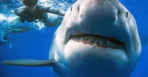 দানব হাঙর ক্যামেরাবন্দী!